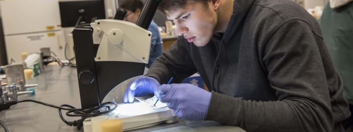 生物系学生在实验室显微镜上检查样本.